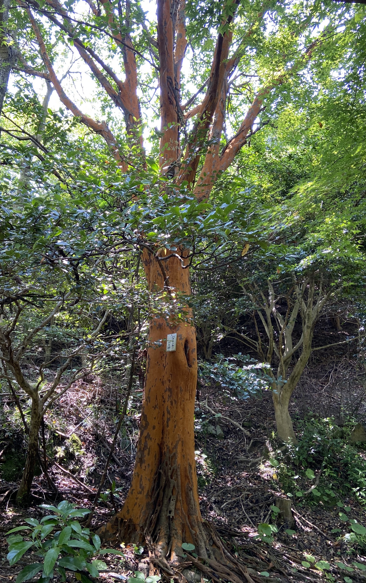 興山園で変わった木を見つけました – 古賀市観光協会